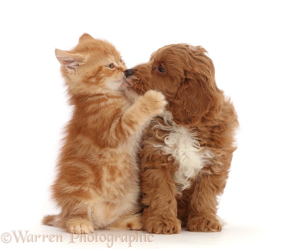 Ginger kitten kissing with Cavapoo puppy, white background