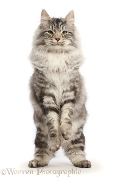 Silver tabby cat, Blaze, 6 months old, jumping up, white background