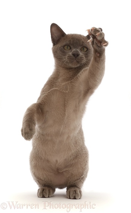 Burmese kitten, swiping with a paw, white background
