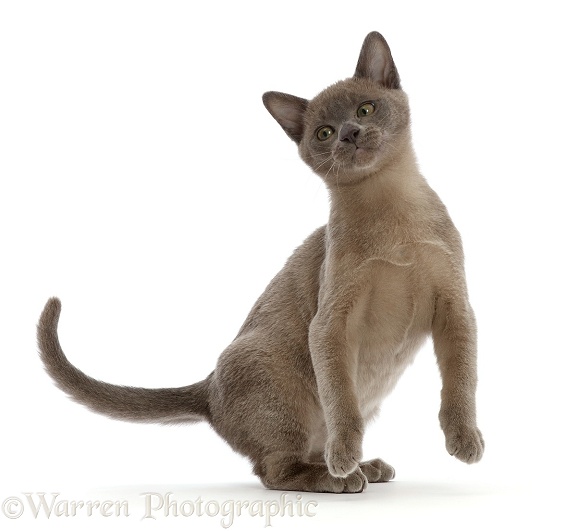 Burmese kitten, dancing, white background