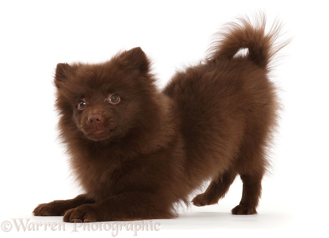Chocolate brown Pomeranian puppy in play-bow, white background