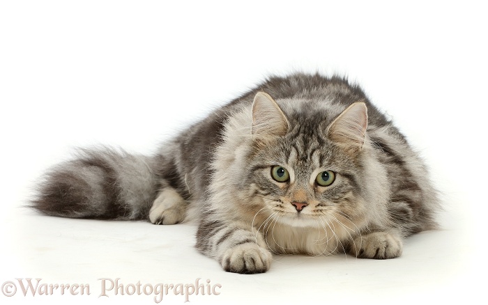 Silver tabby cat, Freya, 7 months old, lying with head up, white background