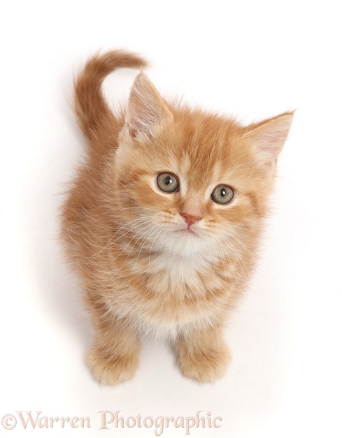 Ginger kitten sitting and looking up, white background