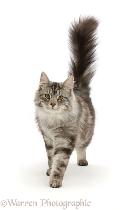 Silver tabby cat, Blaze, 10 months old, walking with tail erect, white background