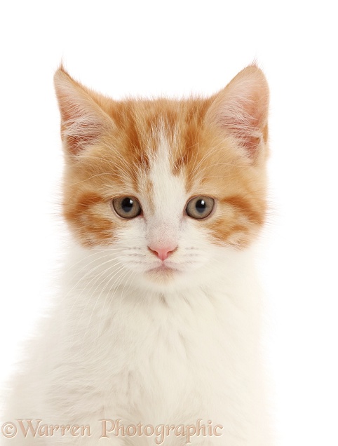 Ginger-and-white kitten, white background