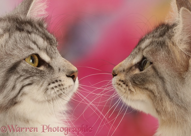 Silver tabby cats, Freya and Blaze, 10 months old, face-to-face