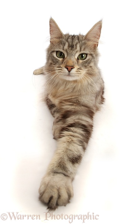 Silver tabby cat, Freya, 10 months old, with outstretched paw, white background