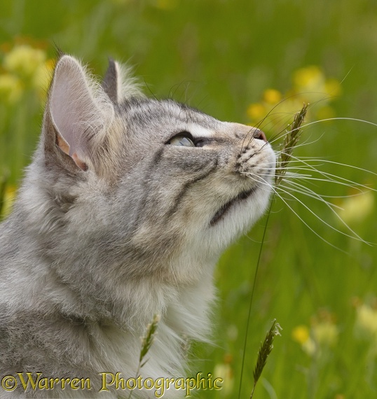 Silver tabby cat, Freya, 10 months old, sniffing grass