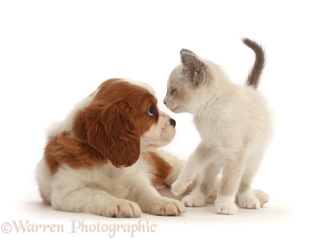 Blenheim Cavalier King Charles Spaniel puppy, face-to-face with Siamese-cross kitten, white background
