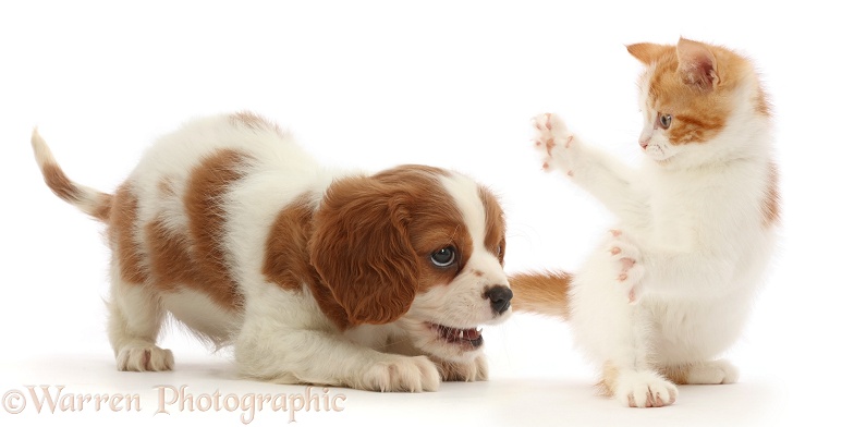 Blenheim Cavalier King Charles Spaniel puppy, and playful ginger-and-white kitten, white background