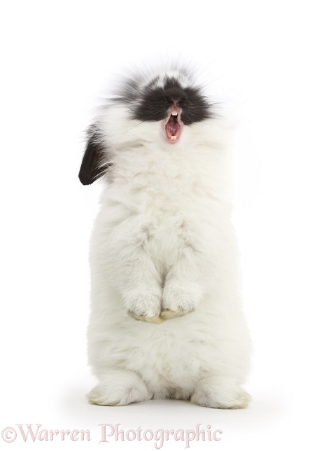 Black-and-white bunny rabbit, standing and yawning, white background