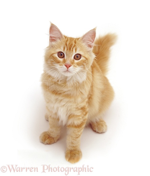 Fluffy red tabby female cat, Marigold II, white background