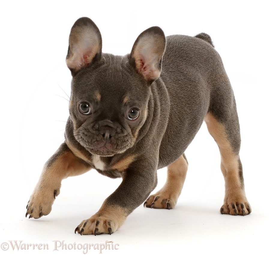 Blue-and-tan French Bulldog puppy, white background