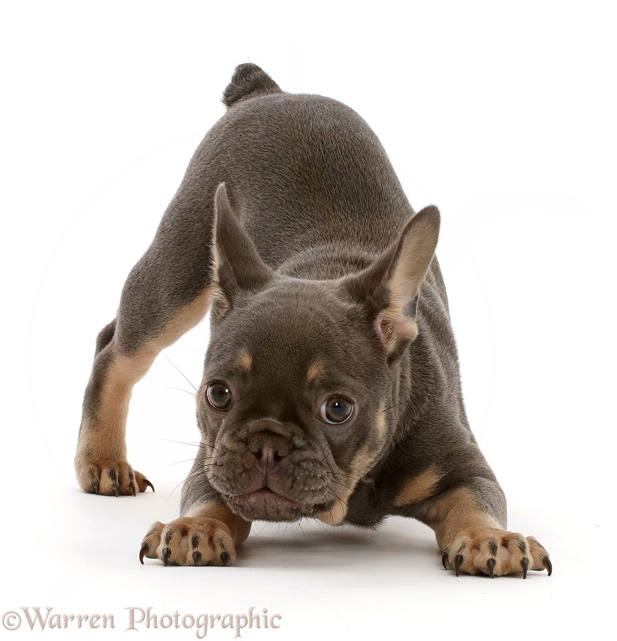 Blue-and-tan French Bulldog puppy in play-bow, white background