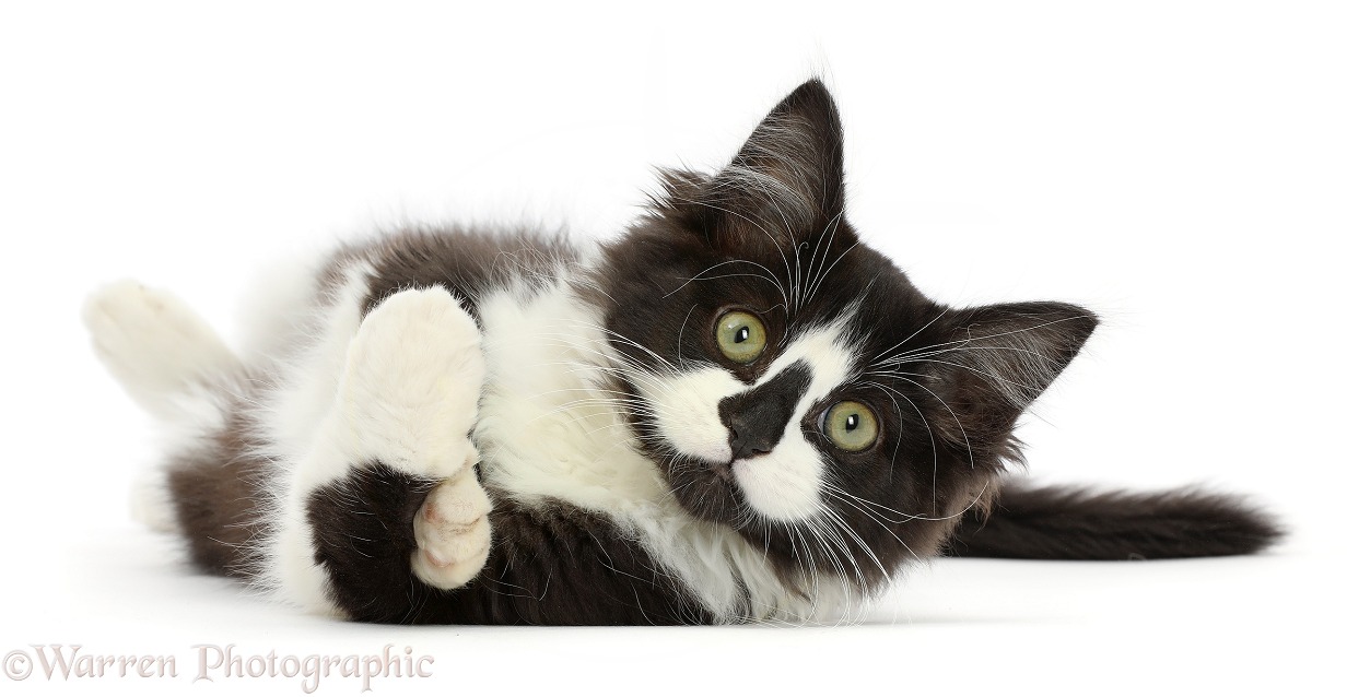 Black-and-white kitten lying on his side, white background