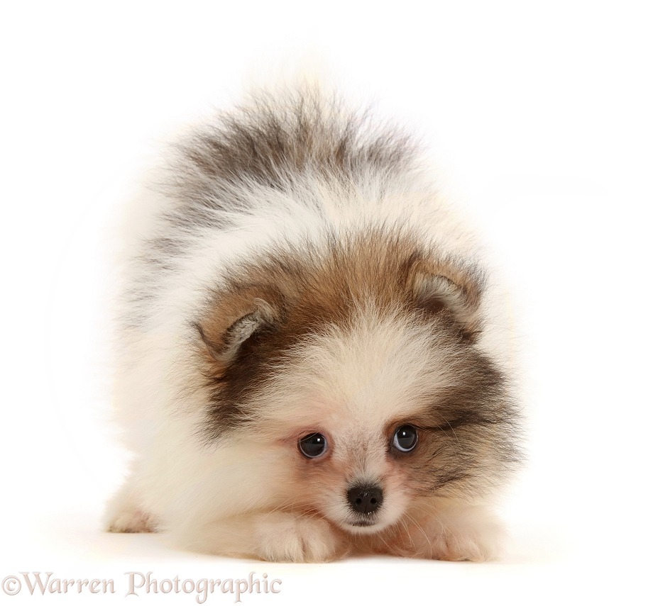Pomeranian puppy in play bow, white background