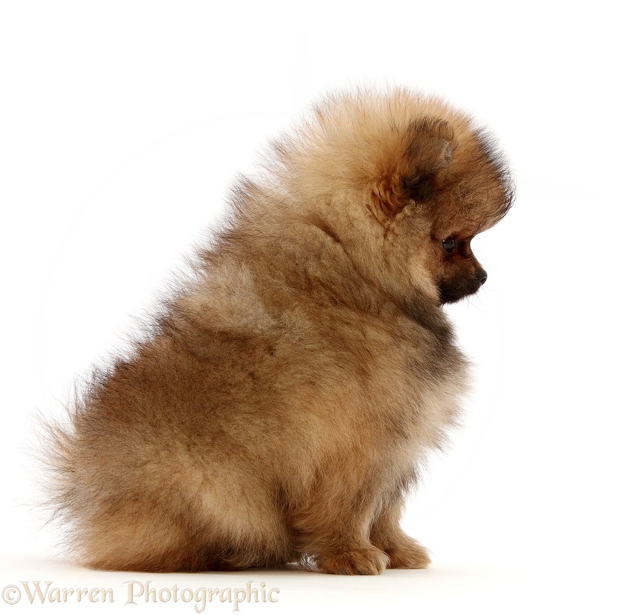 Pomeranian puppy sitting profile, white background
