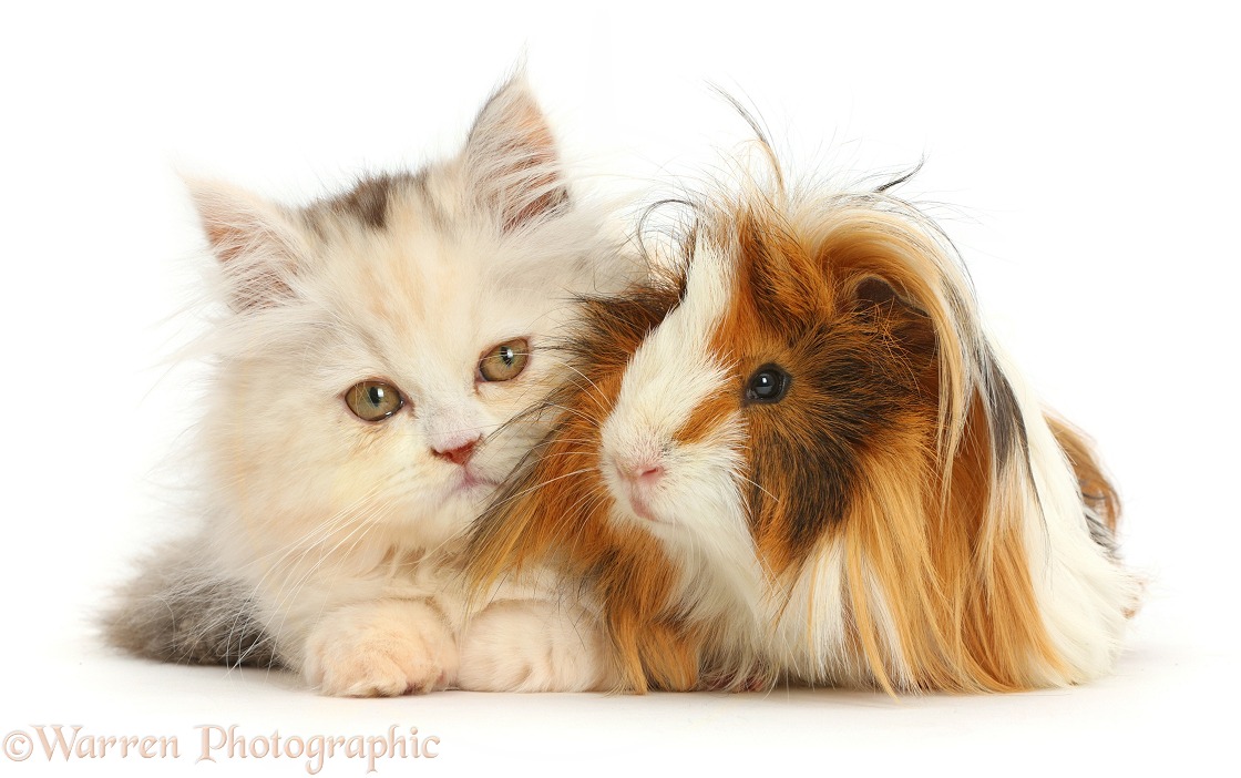 Persian kitten and Guinea pig, white background