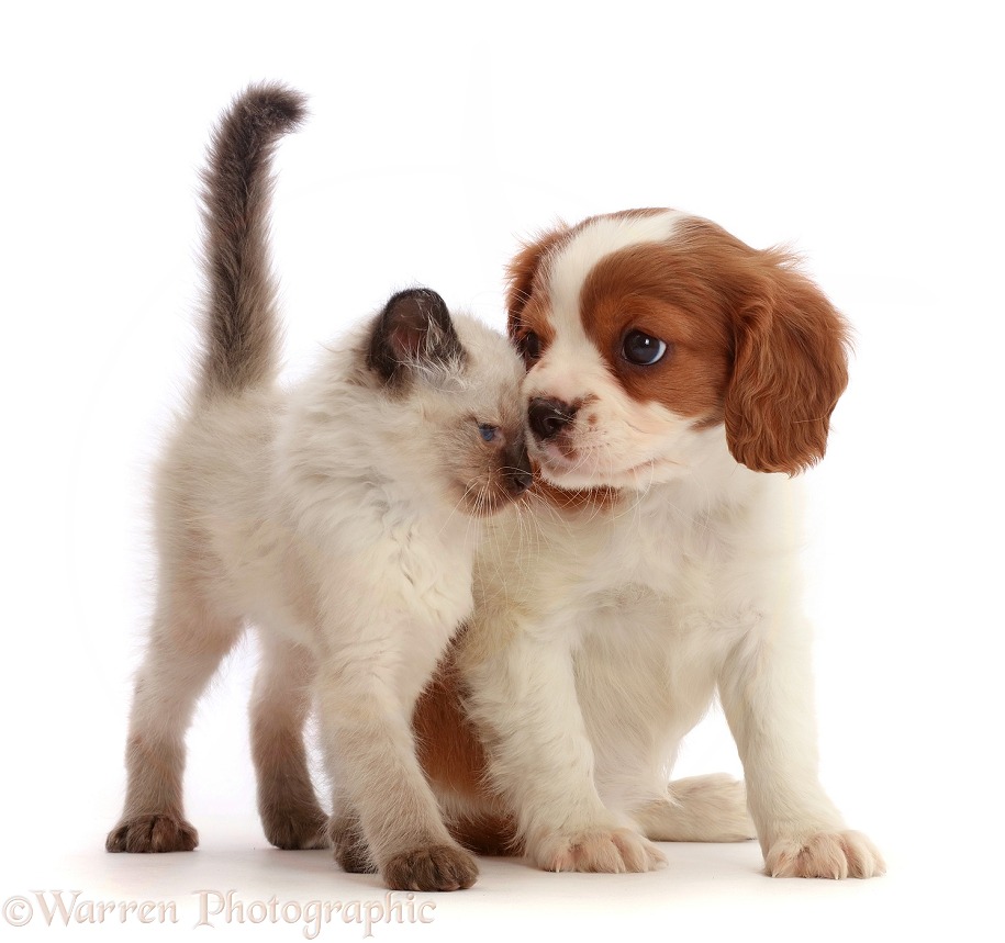 Blenheim Cavalier King Charles Spaniel puppy, nose-to-nose with playful kitten, white background