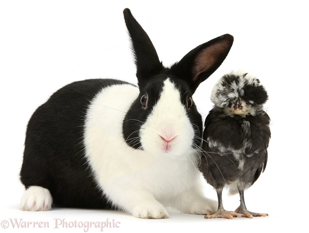 Polish chicken chick and black-and-white Dutch rabbit, white background