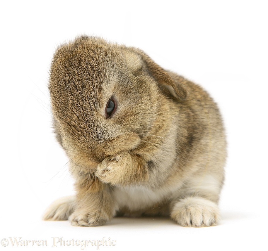 Baby rabbit grooming, white background