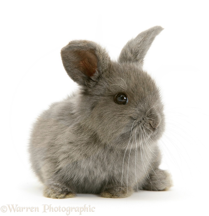 Grey baby Lop rabbit, white background