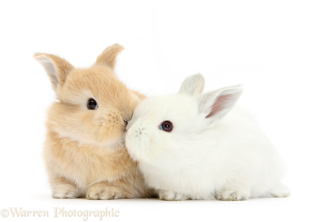 White and sandy baby bunnies kissing, white background
