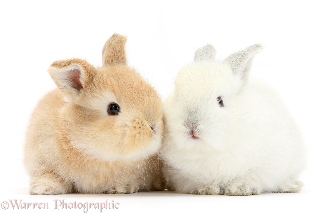 White and sandy baby bunnies, white background