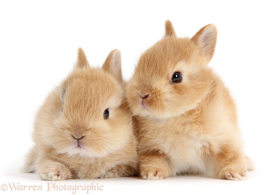 Two cute baby sandy Netherland Dwarf rabbits, white background