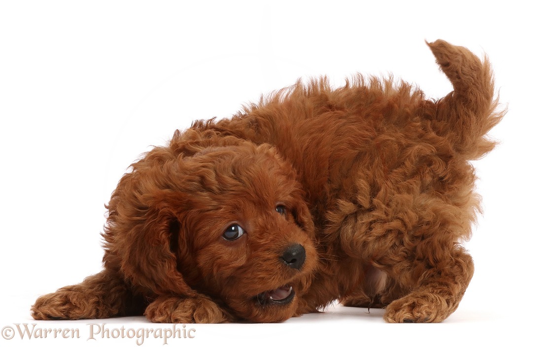 Playful Red Cavapoo puppy, 7 weeks old, white background