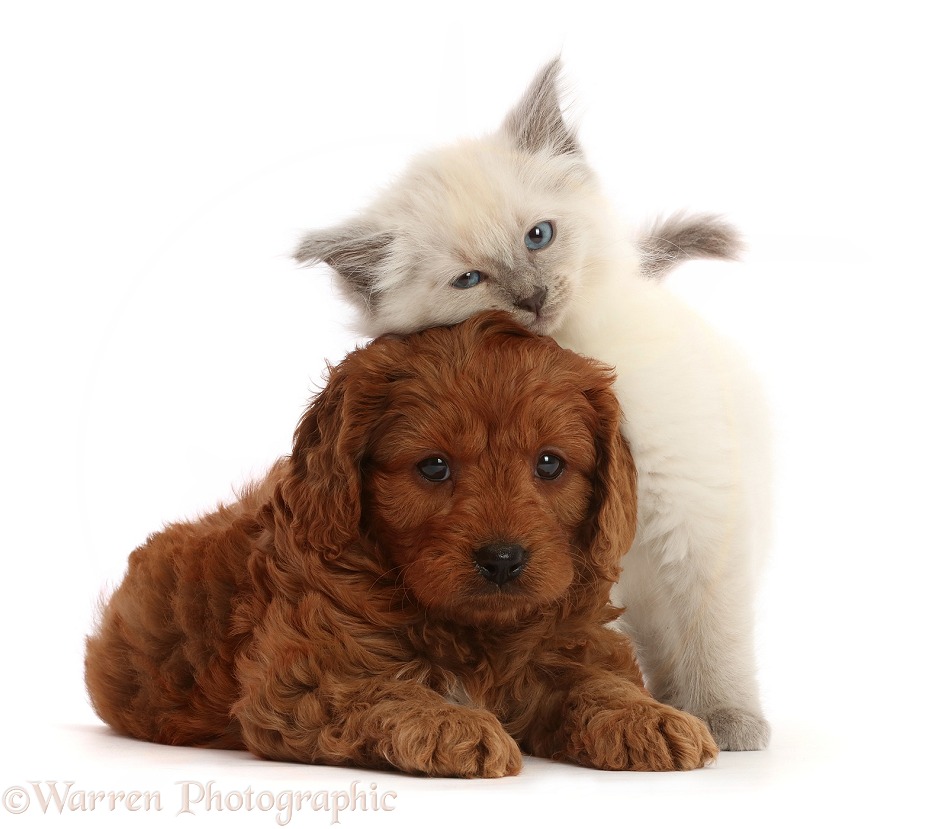 Red Cavapoo puppy, 7 weeks old, and Ragdoll cross kitten, 8 weeks old, white background