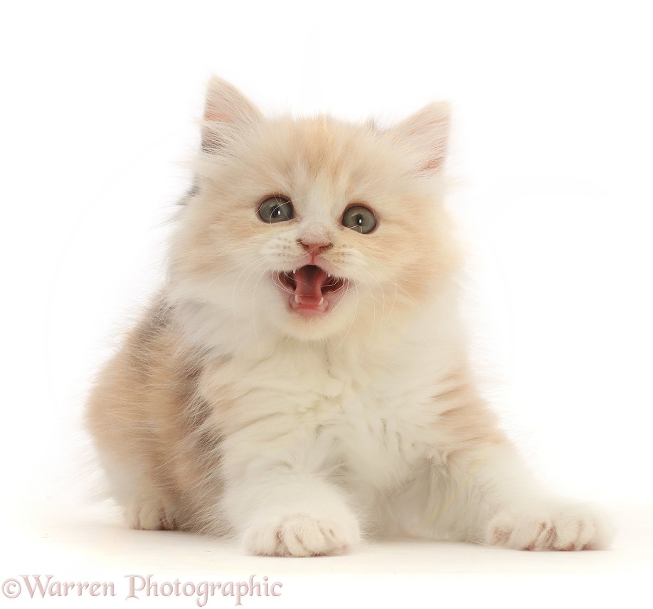 Tortie Persian-cross kitten, 7 weeks old, meowing, white background