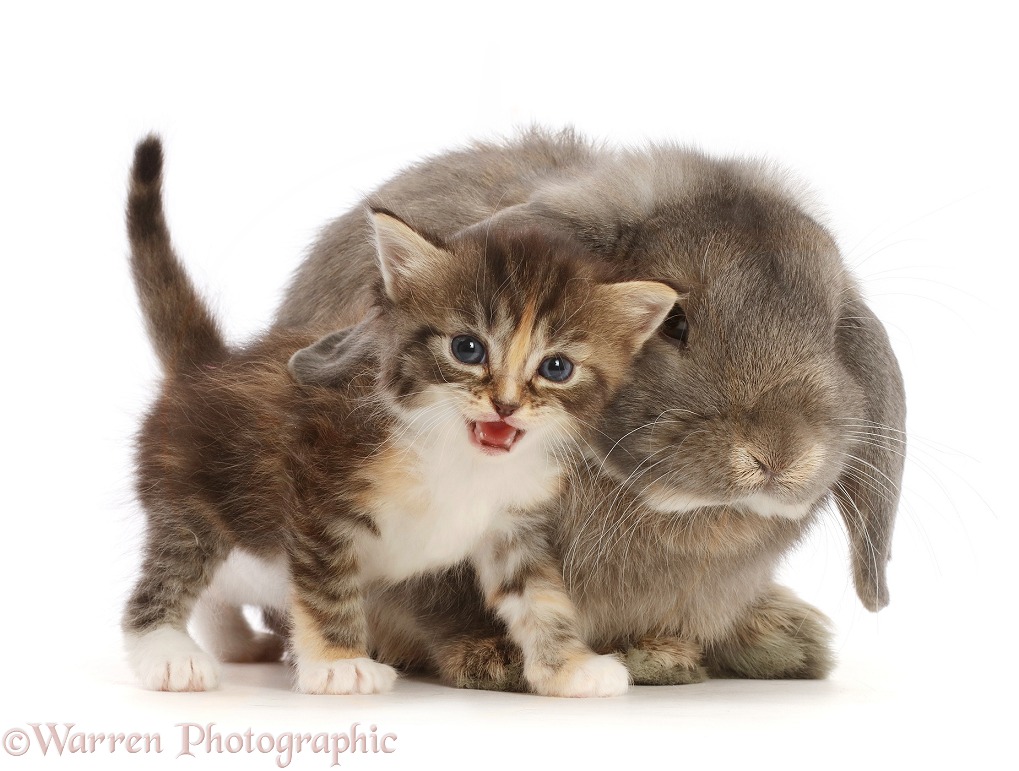 Grey Lop bunny with tortie tabby kitten meowing, white background