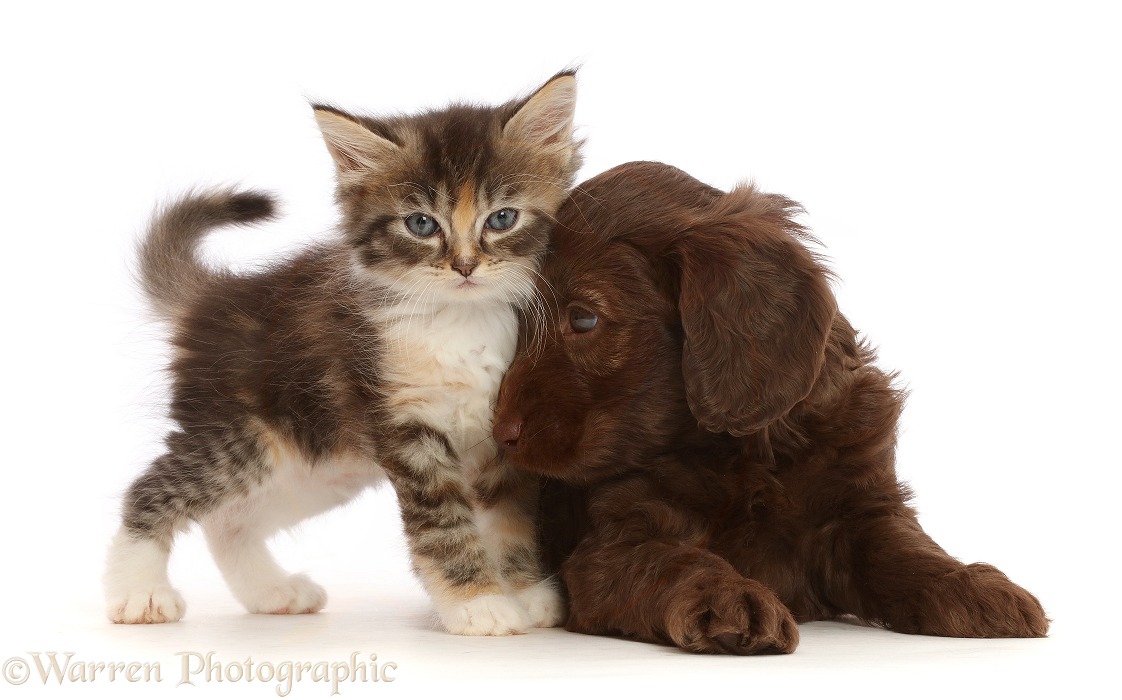 Chocolate Sproodle puppy and Tabby Tortoiseshell kitten, white background