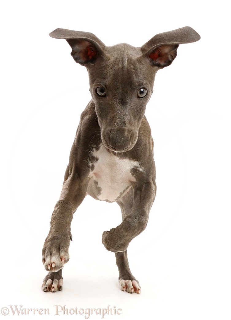 Blue Italian Greyhound puppy, 4 months old, running, white background