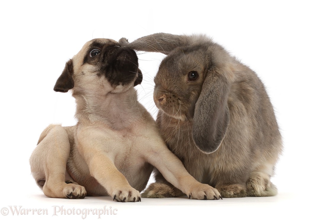 Fawn Pug puppy, 8 weeks old, sniffing ear of grey Lop bunny, white background
