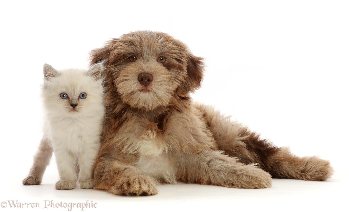 Chocolate merle Cockapoo puppy, Cola, 12 weeks old, and Persian-x-Ragdoll kitten, 7 weeks old, white background