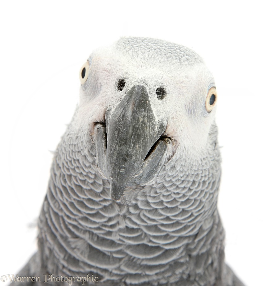 African Grey Parrot (Psittacus erithacus) portrait, white background