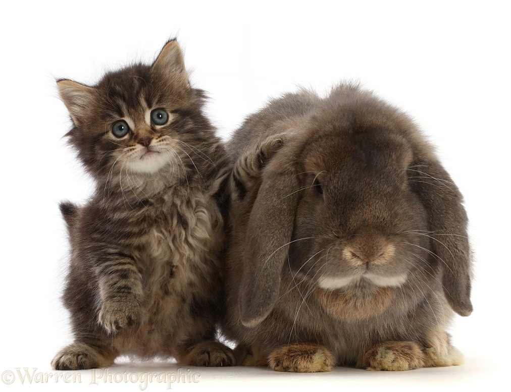 Tabby kitten and grey Lop rabbit, white background