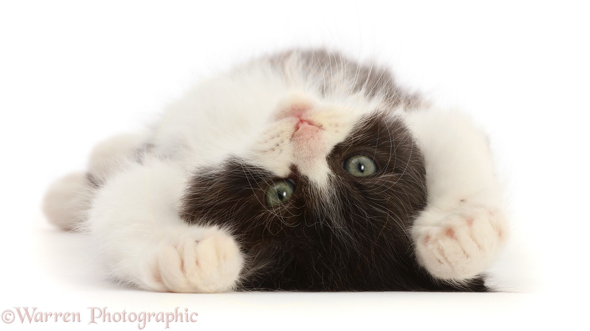 Black-and-white Persian x Ragdoll kitten, 7 weeks old, lying on his back, white background