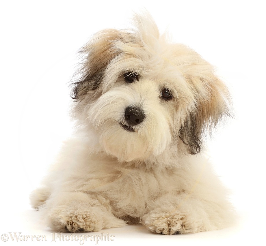 Coton de Tulear puppy, 5 months old, white background
