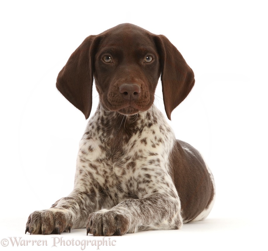 Liver-and-white Pointer puppy, lying with head up, white background