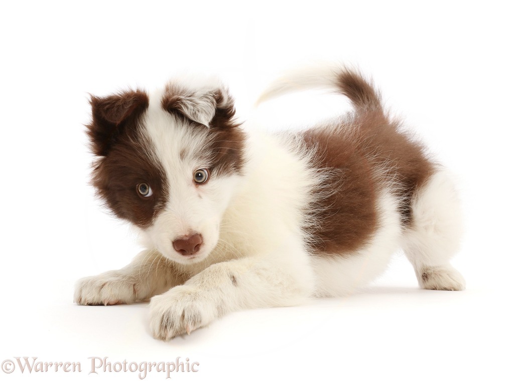 Playful Chocolate Border Collie puppy, white background