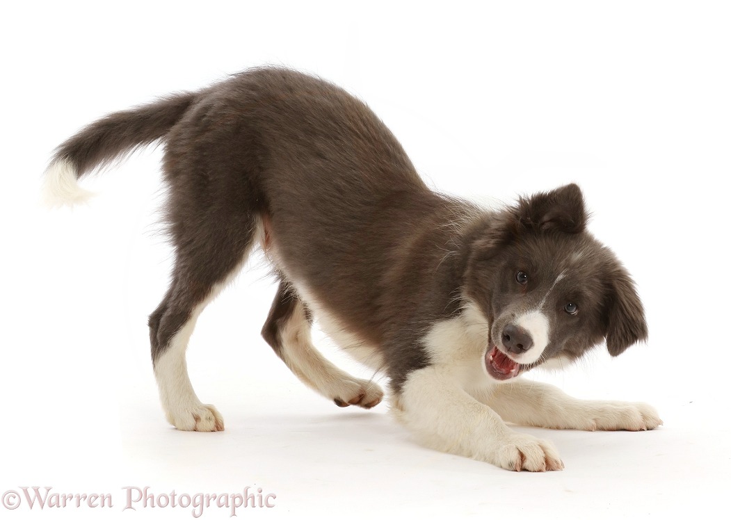 Blue and white Border Collie puppy in play-bow, white background