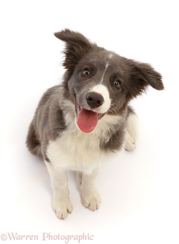Blue and white Border Collie puppy sitting and looking up, white background