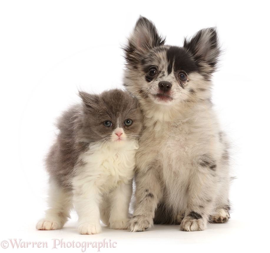 Pomchi puppy, Demi, 3 months old, and blue bicolour kitten, white background