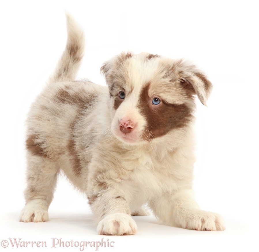 Red merle Border Collie puppy, 6 weeks old, in play-bow, white background