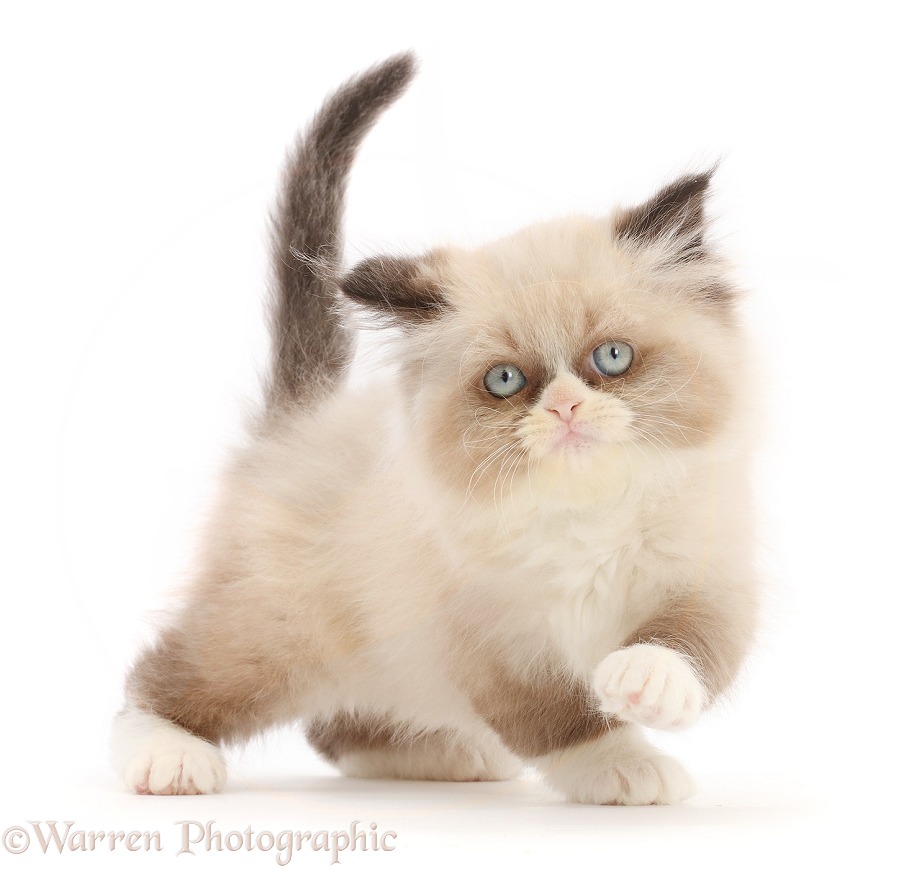 Persian-cross kitten, 9 weeks old, white background