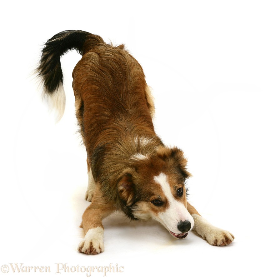 Sable-and-white Border Collie puppy, 6 months old, in play-bow, white background