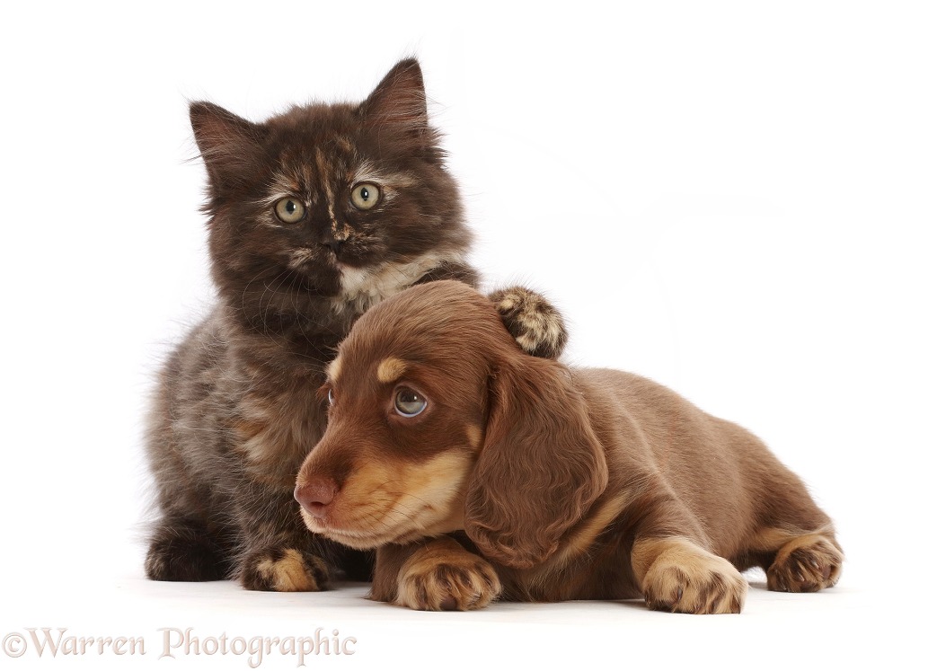 Chocolate tortoiseshell kitten and Dachshund puppy, white background